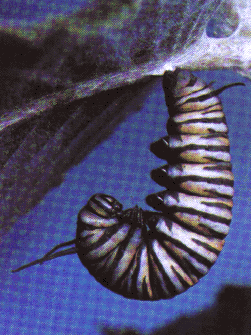 /user/caterpillar.gif