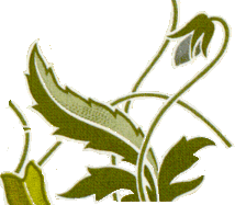 Light Green 4