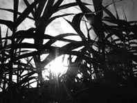 corn and sun