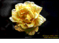 flores.gif (11587 bytes)