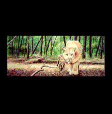 Painting Slide Show
