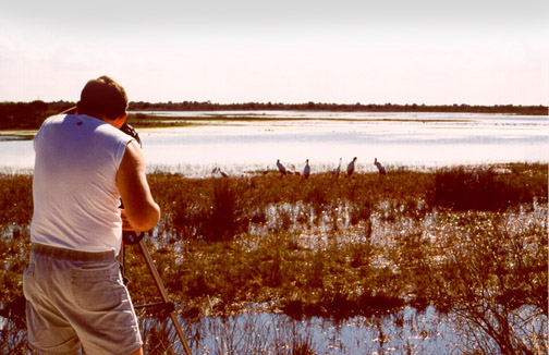 Photographing Spoonbills and Wood Storks in the wild