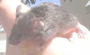 curly satin agouti baby