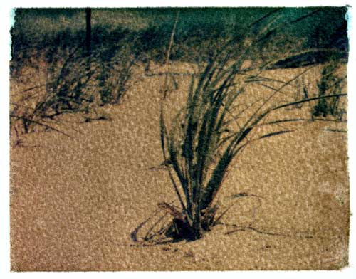 Grass