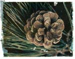 pine cone