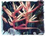 red white flower
