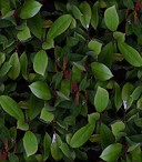 nature texture