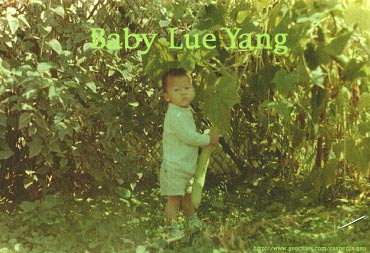 babi lu yang