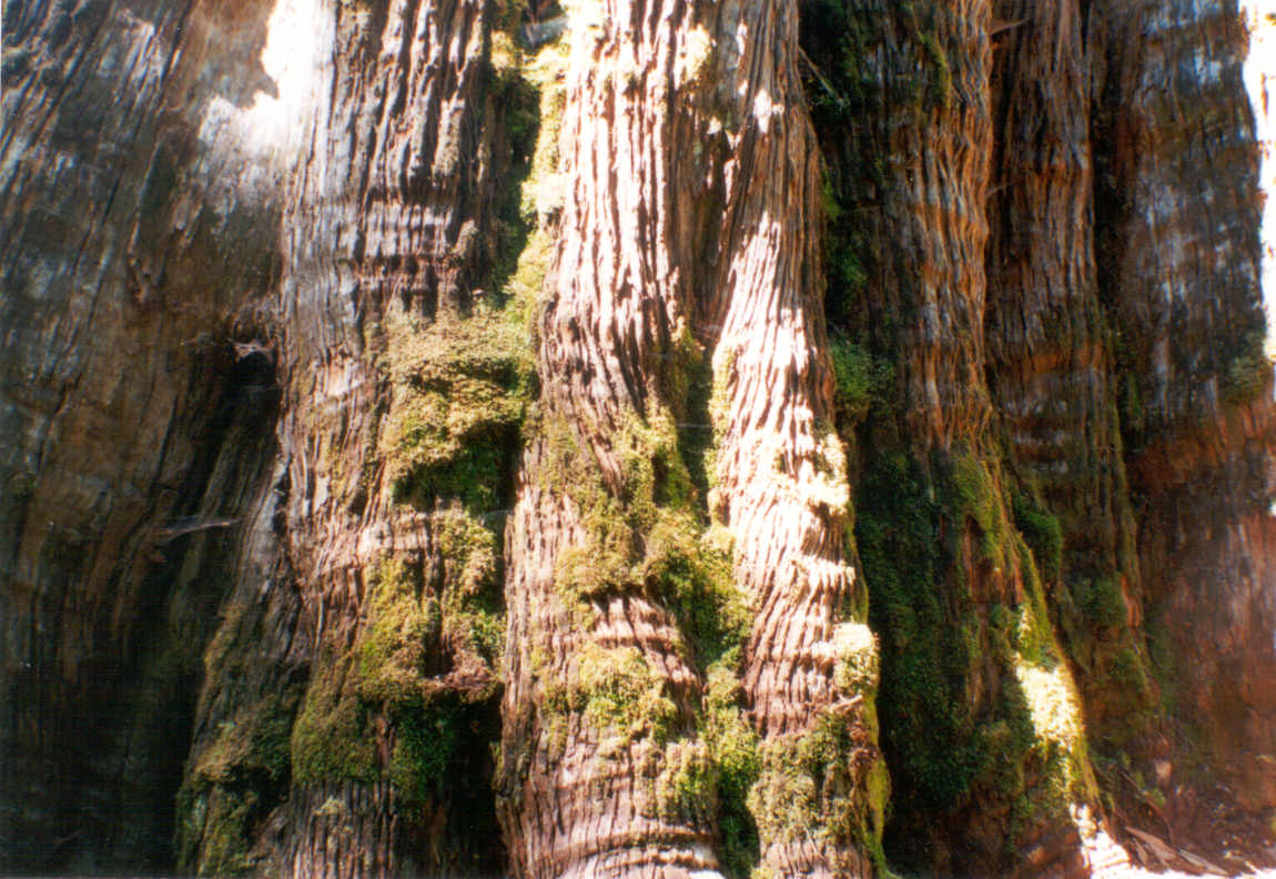 bigtree.jpg