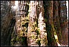 bigtree.jpg