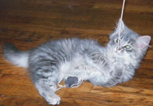 Junebug, playing with a 'mouse'