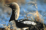 LOON