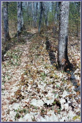 [Path in the woods]