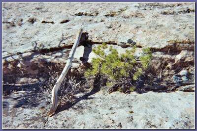[Walking stick]