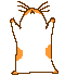 Hamster getting giddy