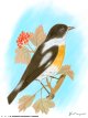 bird.jpg (3356 bytes)