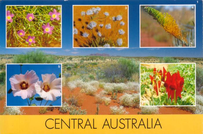 Postcard cover - Central Desert Wildflowers