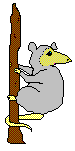 possum