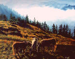 Cavalli