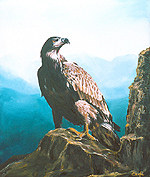 aquila
