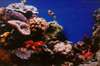 Clown Fish, Bahamas
