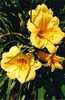 Stella D'Ora Lillies