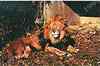 Tsava - Male Lion