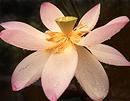Lotus Flower