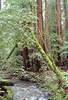 Muir Woods, California