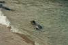 Sea Lion Swimming