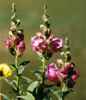 Snap Dragons
