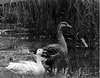 Snow Geese