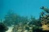 Sea Scape, Bahamas