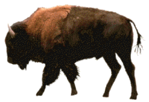 buffalo.gif (9928 bytes)