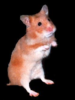   Cash Hamster 