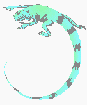 lizard