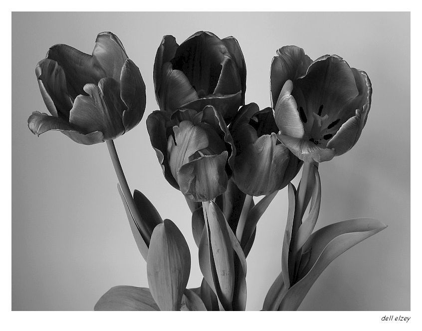 Tulips