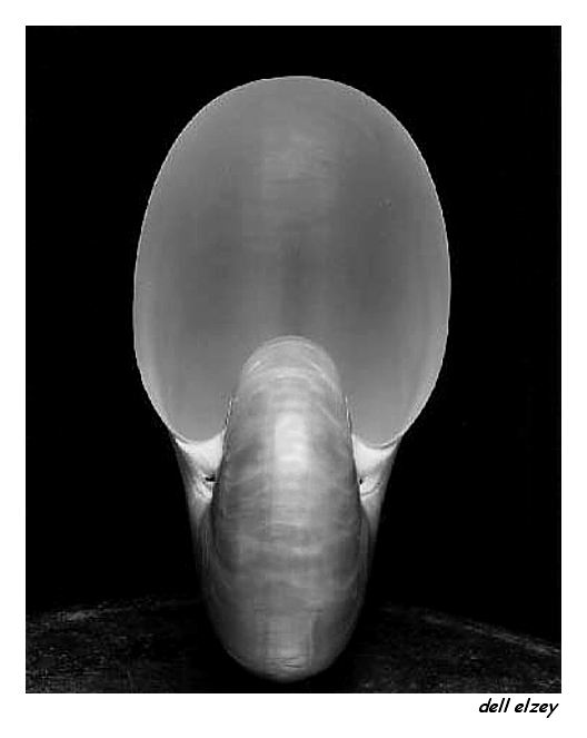 Nautlius Shell
