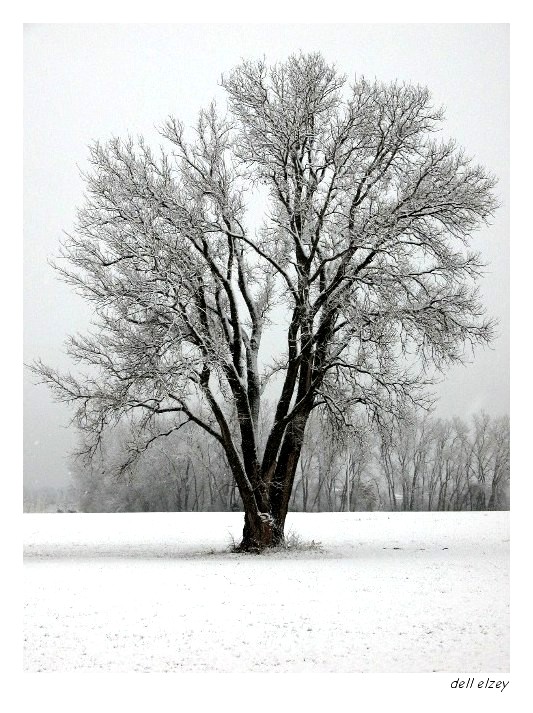Tree in Snow