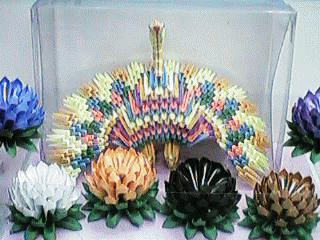 peacock3