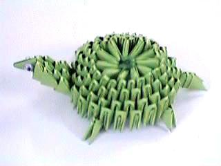 tortois1