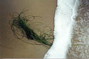 [Photo E16]