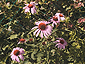 july2001_03