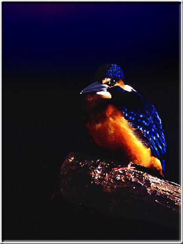 Kingfisher03.jpg  26K