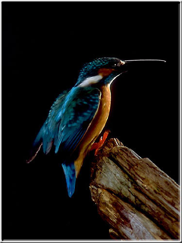 Kingfisher05.jpg  25K