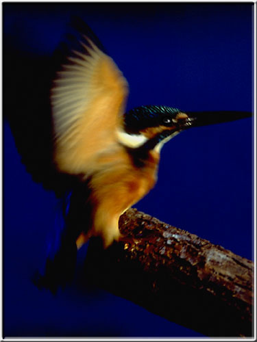Kingfisher07.jpg  21K