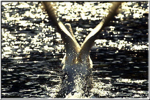 Swan02.jpg  73K
