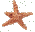ostar2.gif