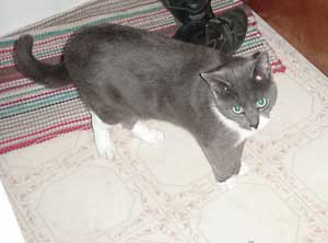 Our cat, Lucy