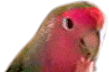 Coco - March 2000